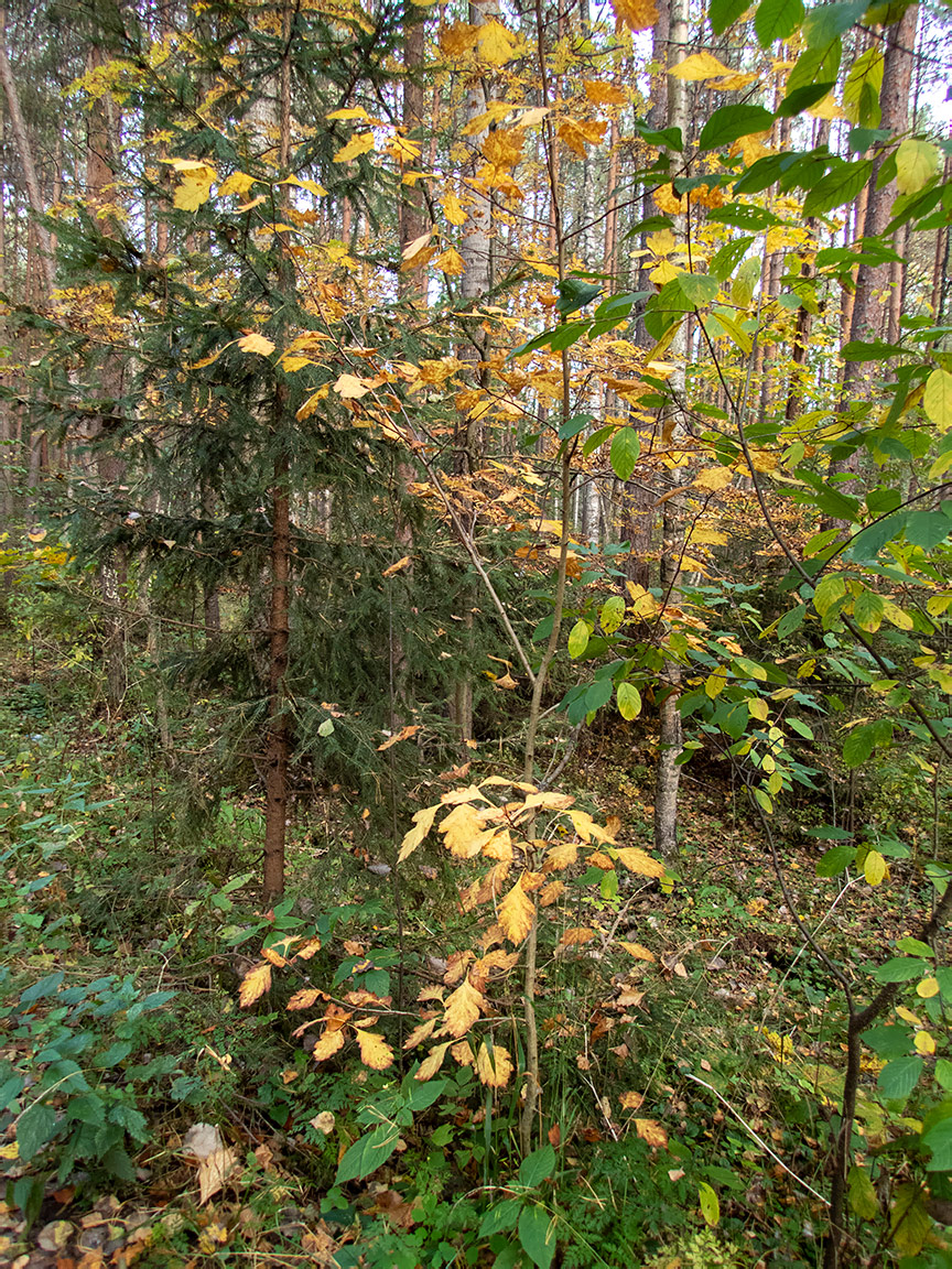 Image of genus Crataegus specimen.