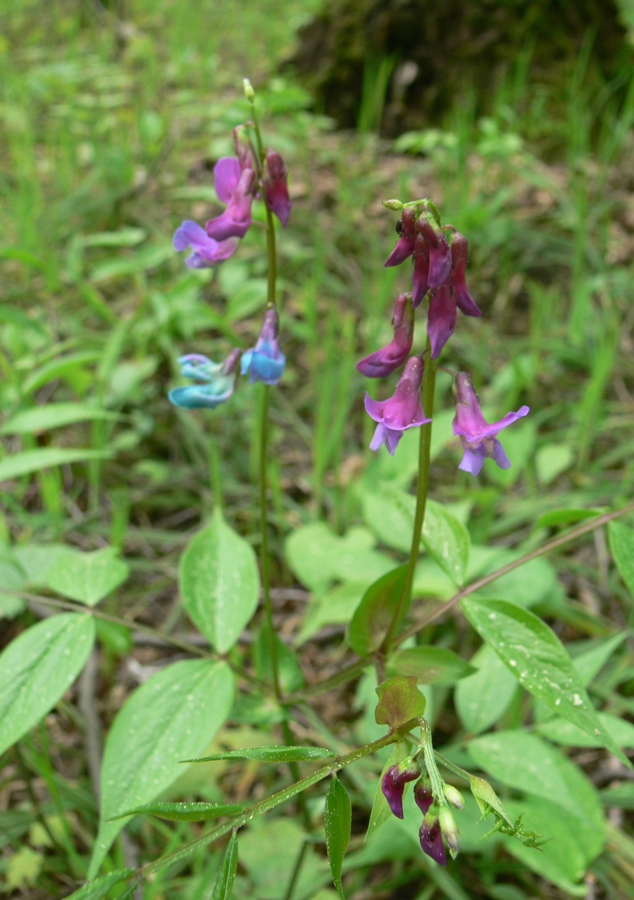 Image of Lathyrus vernus specimen.