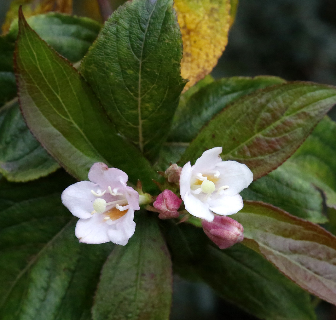 Image of genus Weigela specimen.