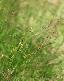 Juncus tenuis. Верхушки побегов с соплодиями (рядом - соцветия Agrostis tenuis). Тульская обл, окр. пос. Дубна, на тропе по лугу к лесу Просек, сырая низинка. 19.07.2020.