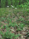 Pyrethrum poteriifolium