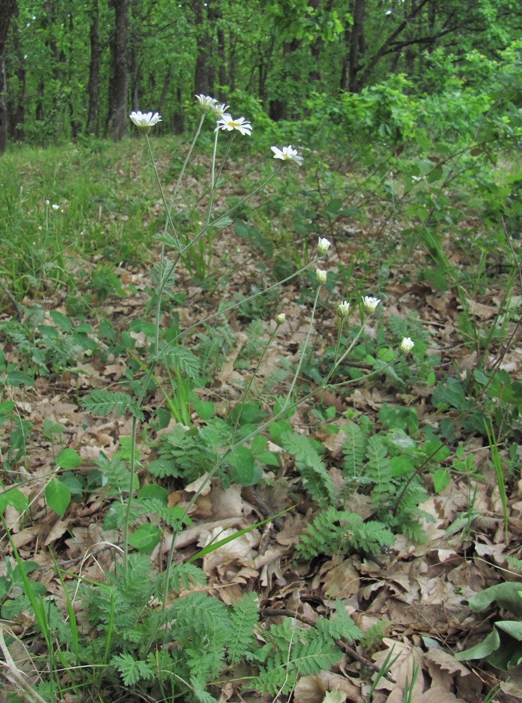 Image of Pyrethrum poteriifolium specimen.