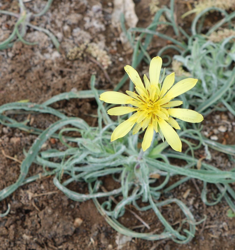 Изображение особи семейство Asteraceae.