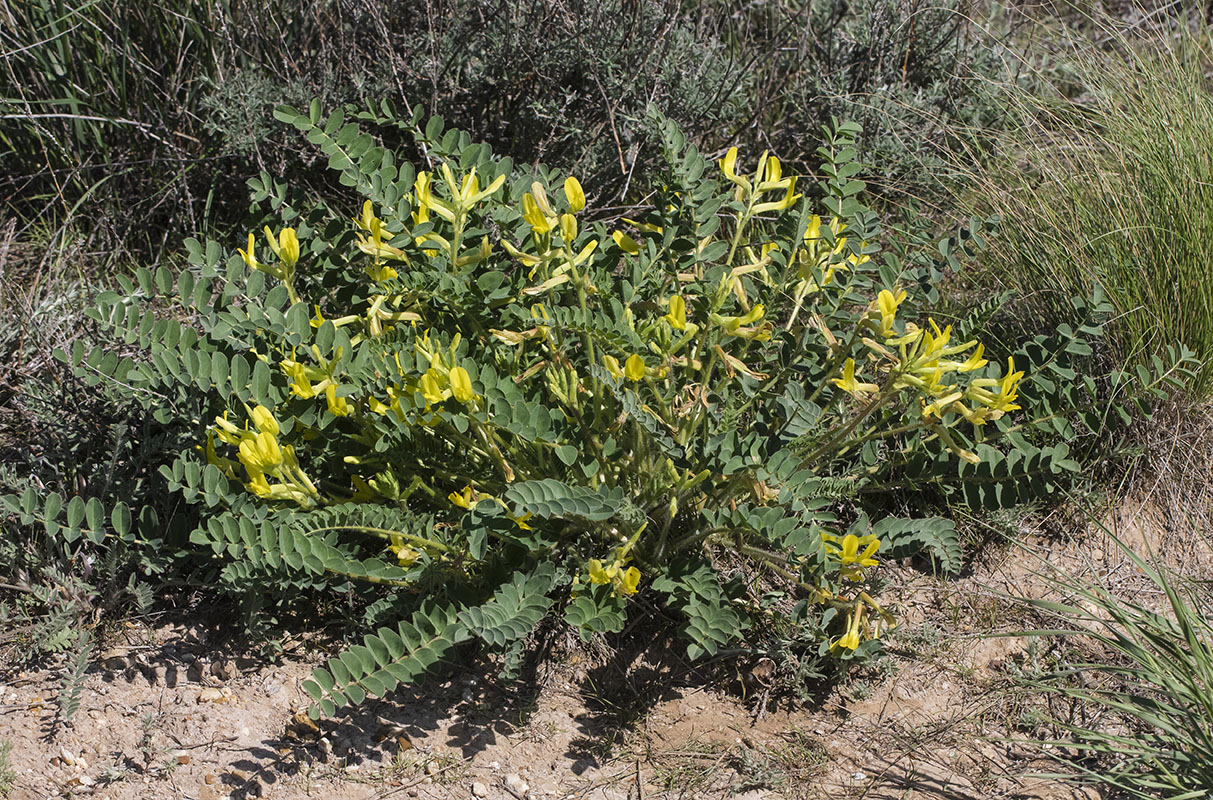 Image of Astragalus longipetalus specimen.