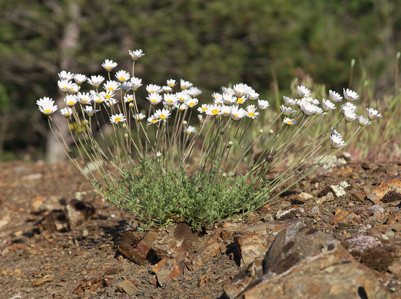 Image of Anthemis sterilis specimen.