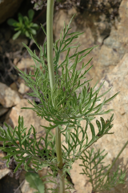 Image of Scabiosa ochroleuca specimen.