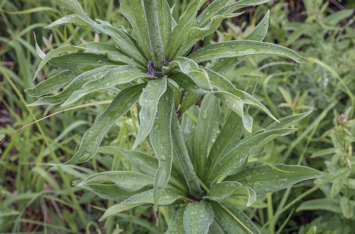 Image of Lilium pilosiusculum specimen.