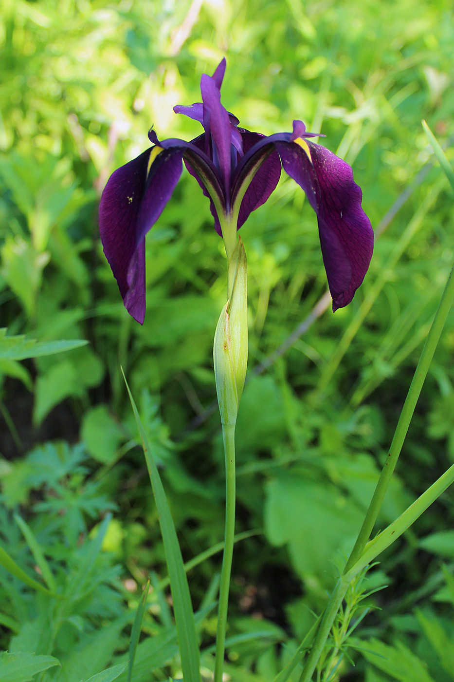 Изображение особи Iris ensata.