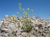 Erysimum canescens. Цветущее и плодоносящее растение. Южный Казахстан, Жамбылская обл., пойма р. Асса, антропогенно нарушенный галечник. 25 июня 2021 г.