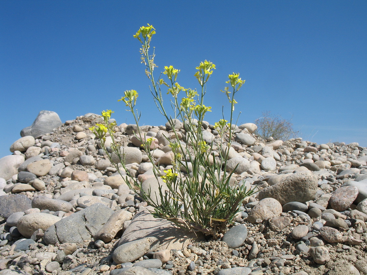 Image of Erysimum canescens specimen.