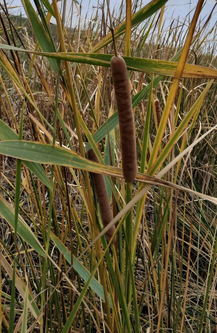 Image of Typha angustifolia specimen.