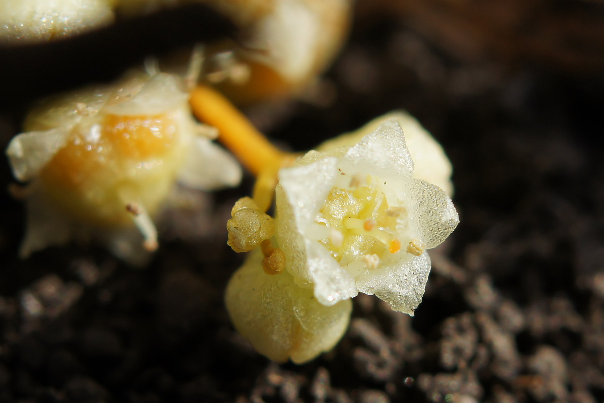 Image of Cuscuta cesatiana specimen.