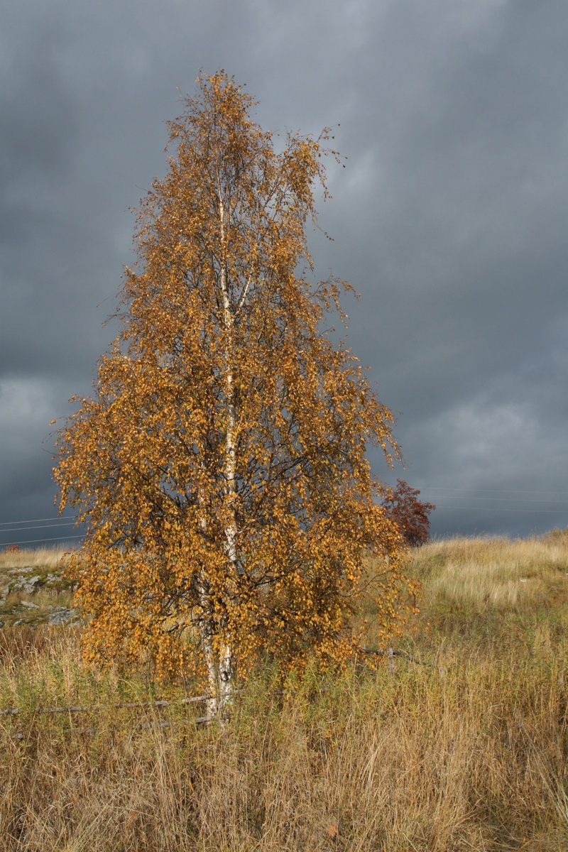 Изображение особи Betula pendula.