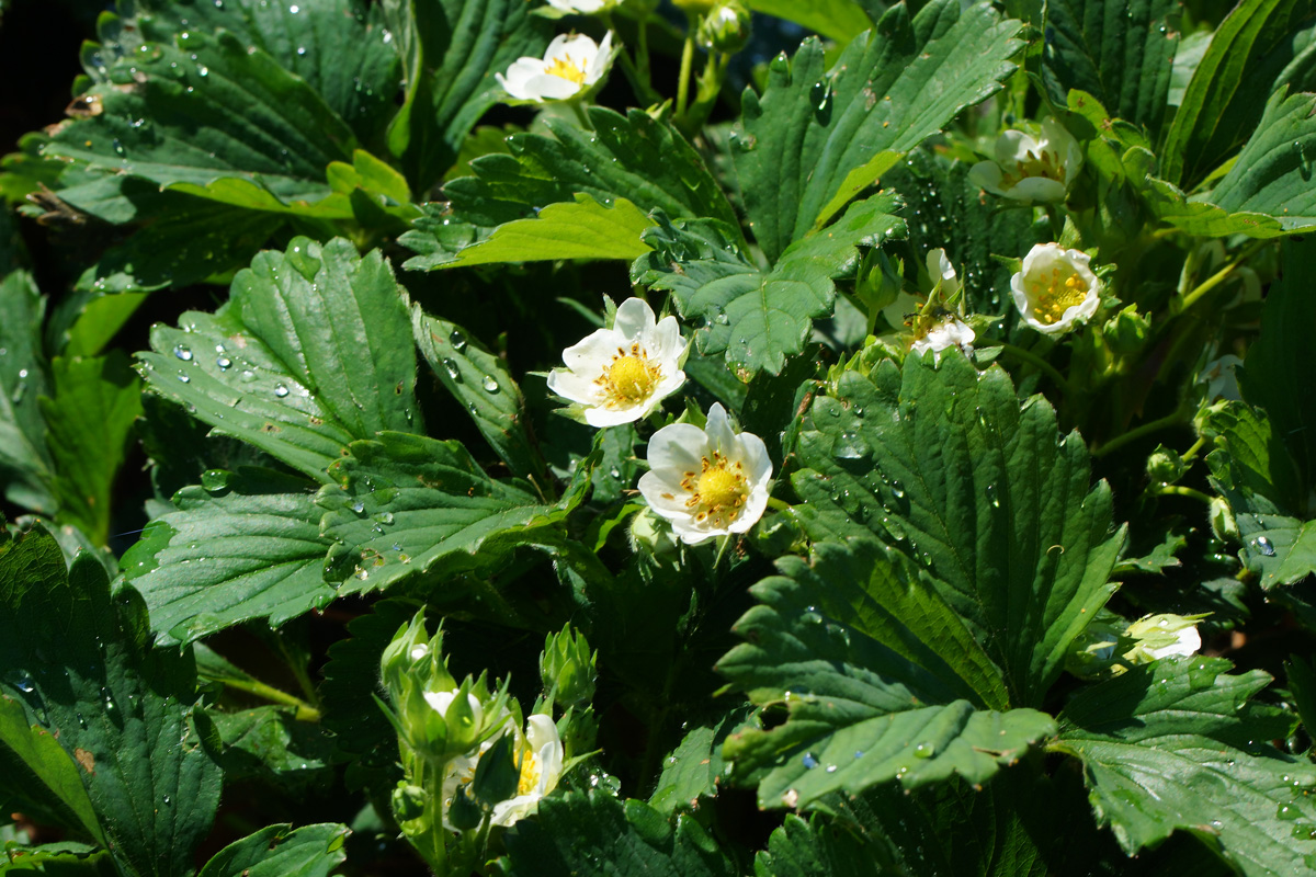 Image of Fragaria &times; ananassa specimen.