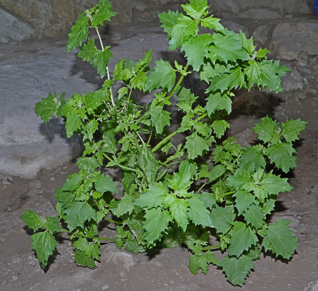 Image of Chenopodiastrum hybridum specimen.