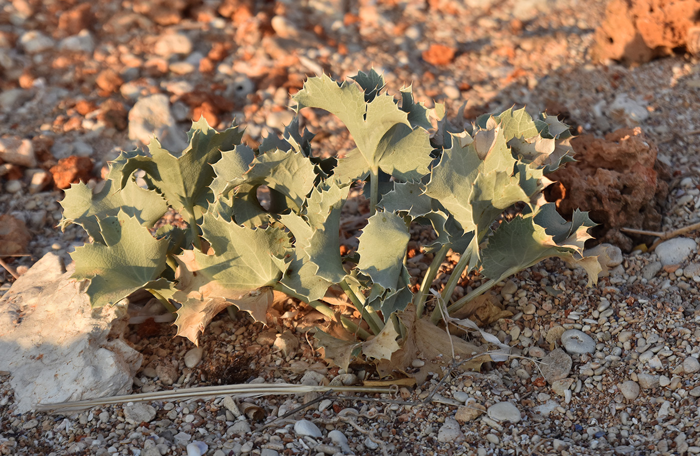 Image of Eryngium maritimum specimen.