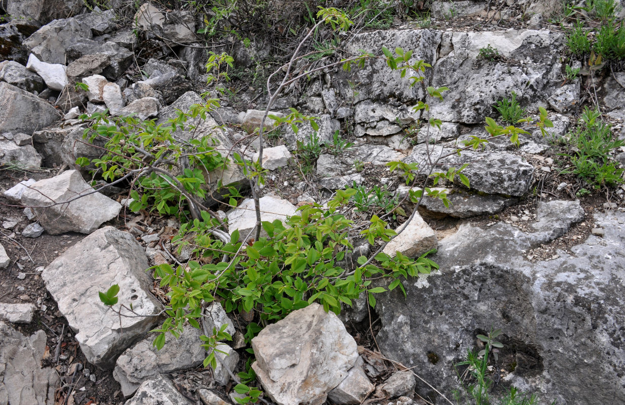 Изображение особи Ulmus laevis.