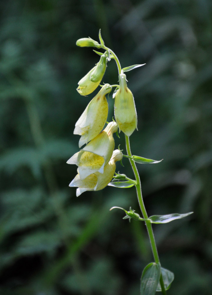 Изображение особи Digitalis grandiflora.