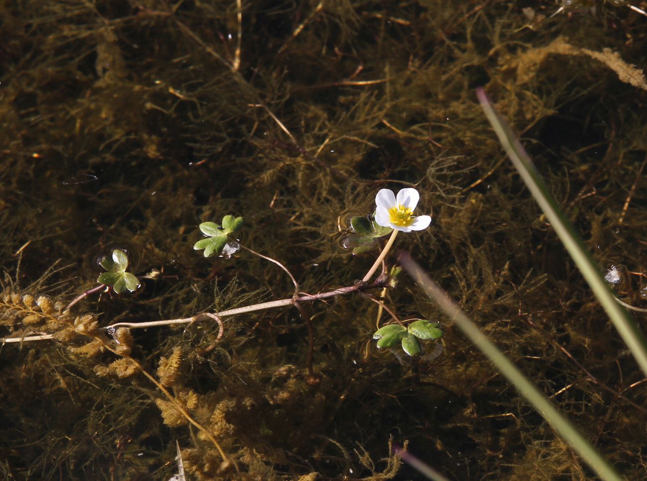 Image of Ranunculus natans specimen.