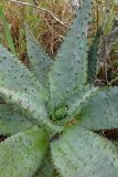 Aloe marlothii