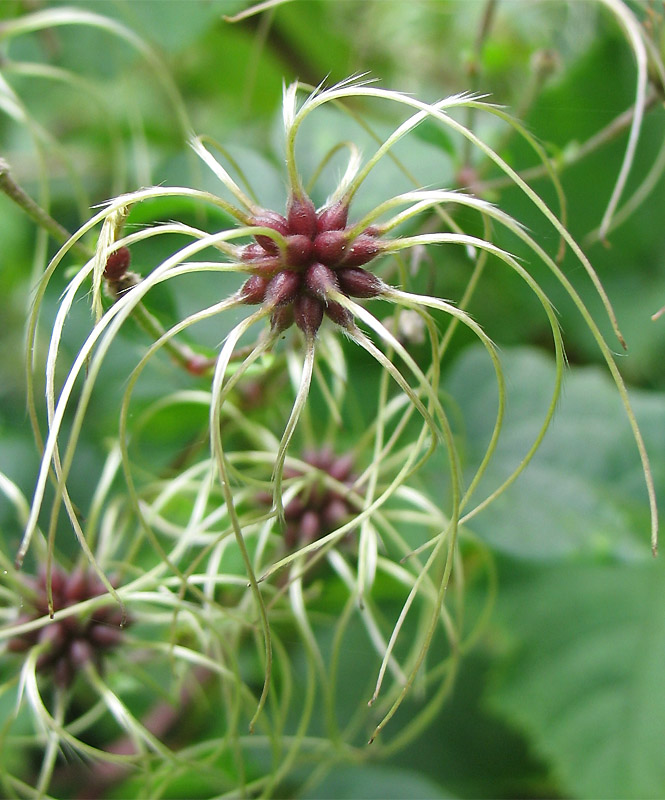 Image of Clematis vitalba specimen.