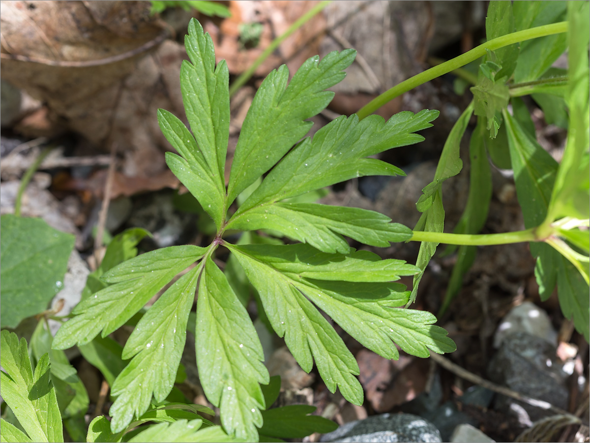 Image of Anemone ranunculoides specimen.