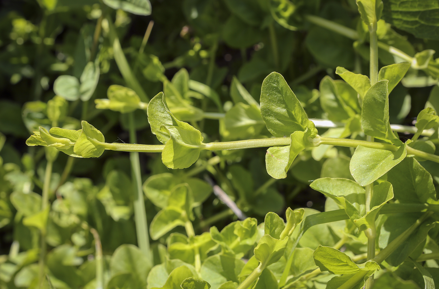 Изображение особи Lysimachia nummularia.