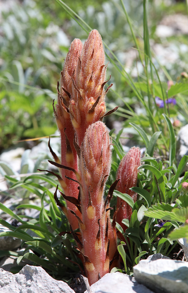 Image of Orobanche kurdica specimen.