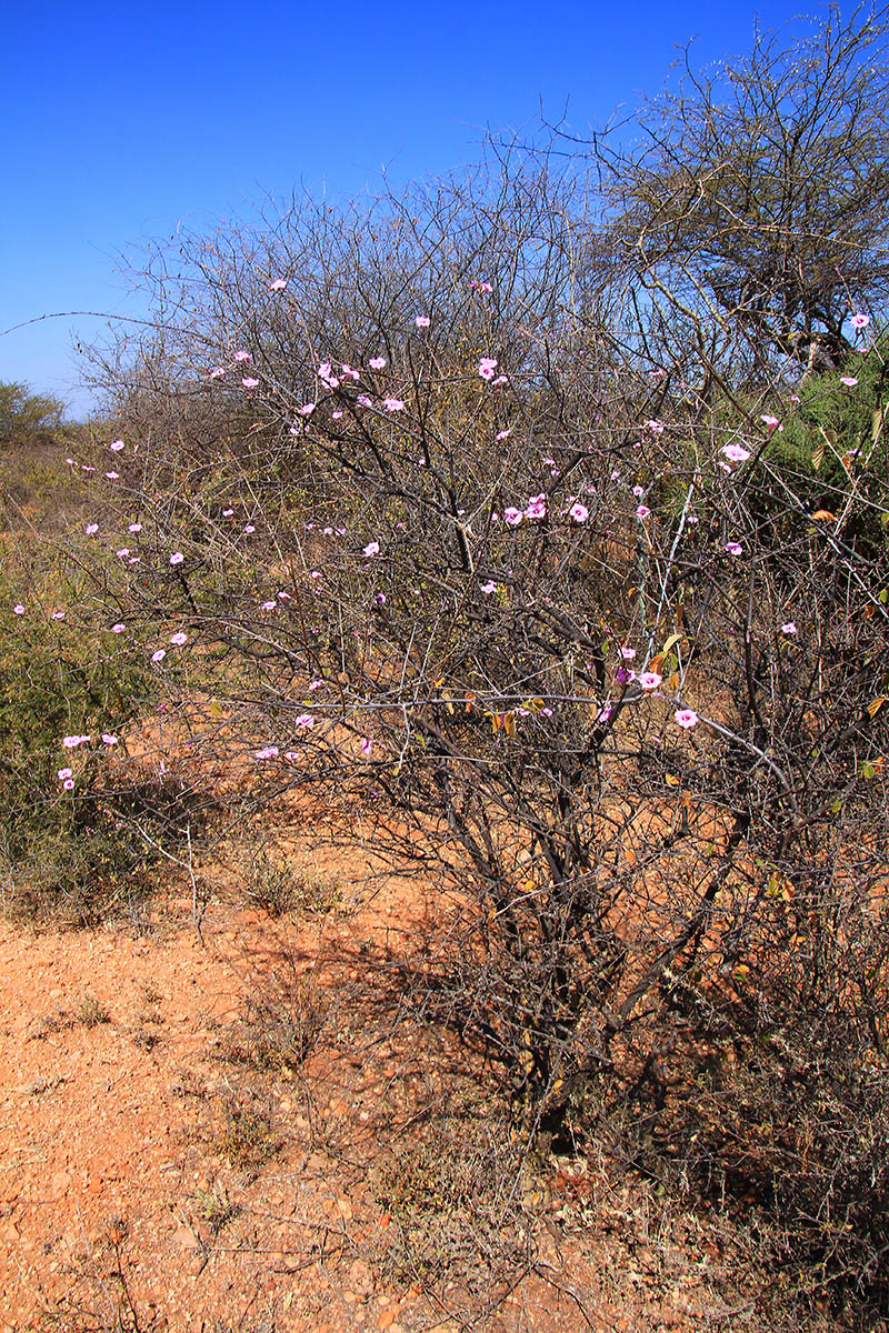 Image of familia Convolvulaceae specimen.