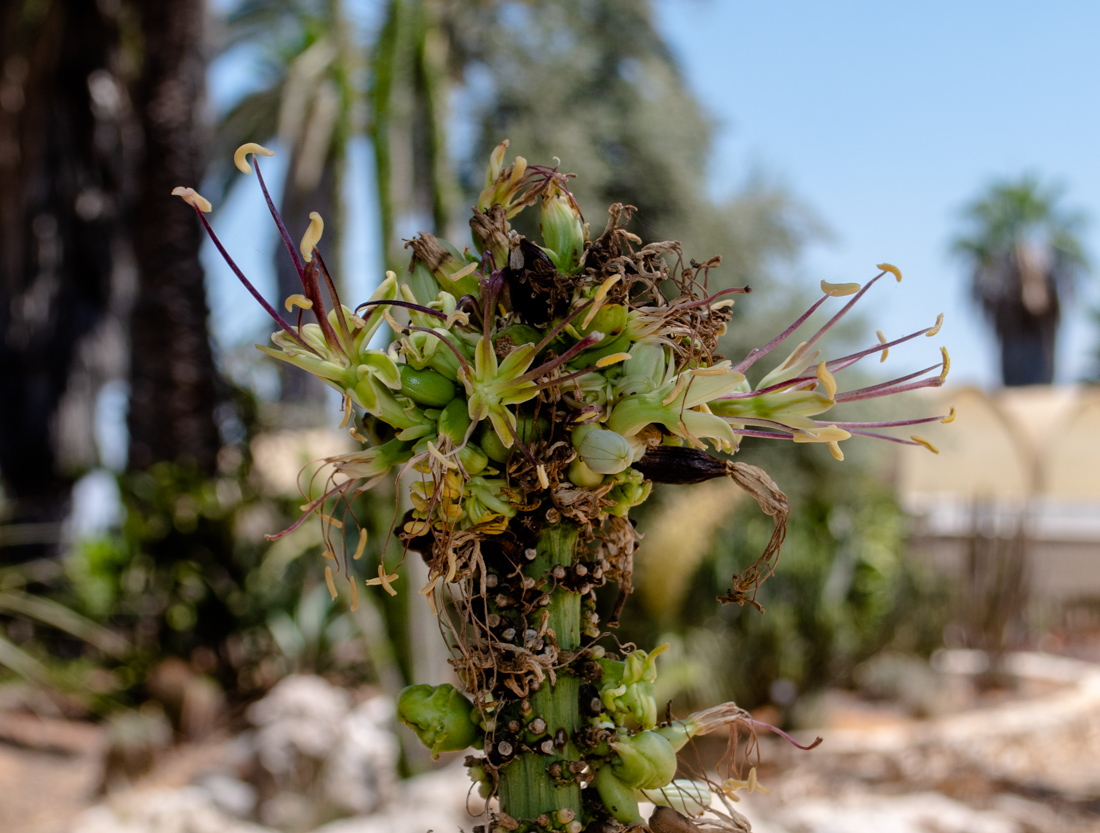 Image of Agave victoriae-reginae specimen.