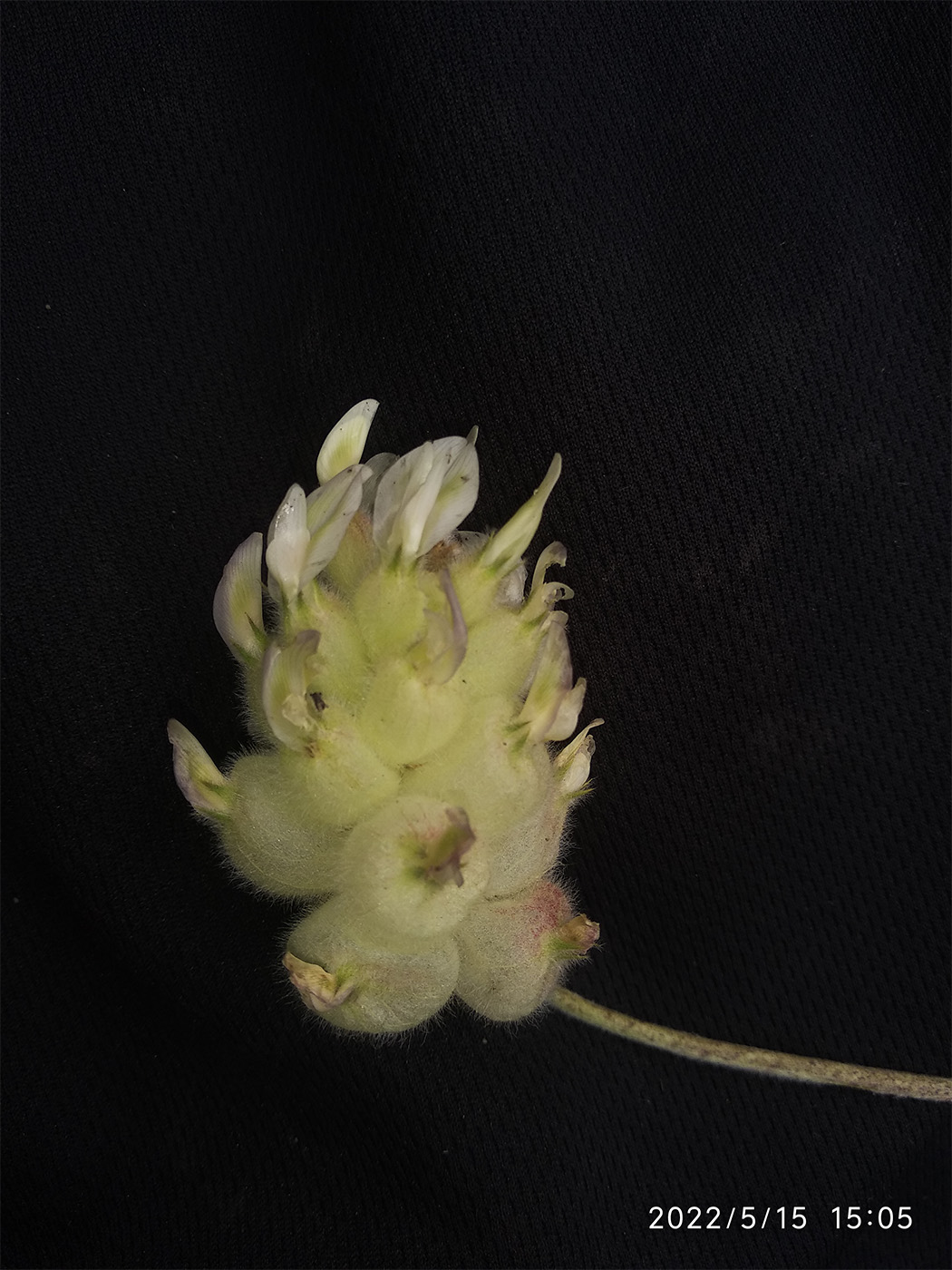 Image of Astragalus willisii specimen.