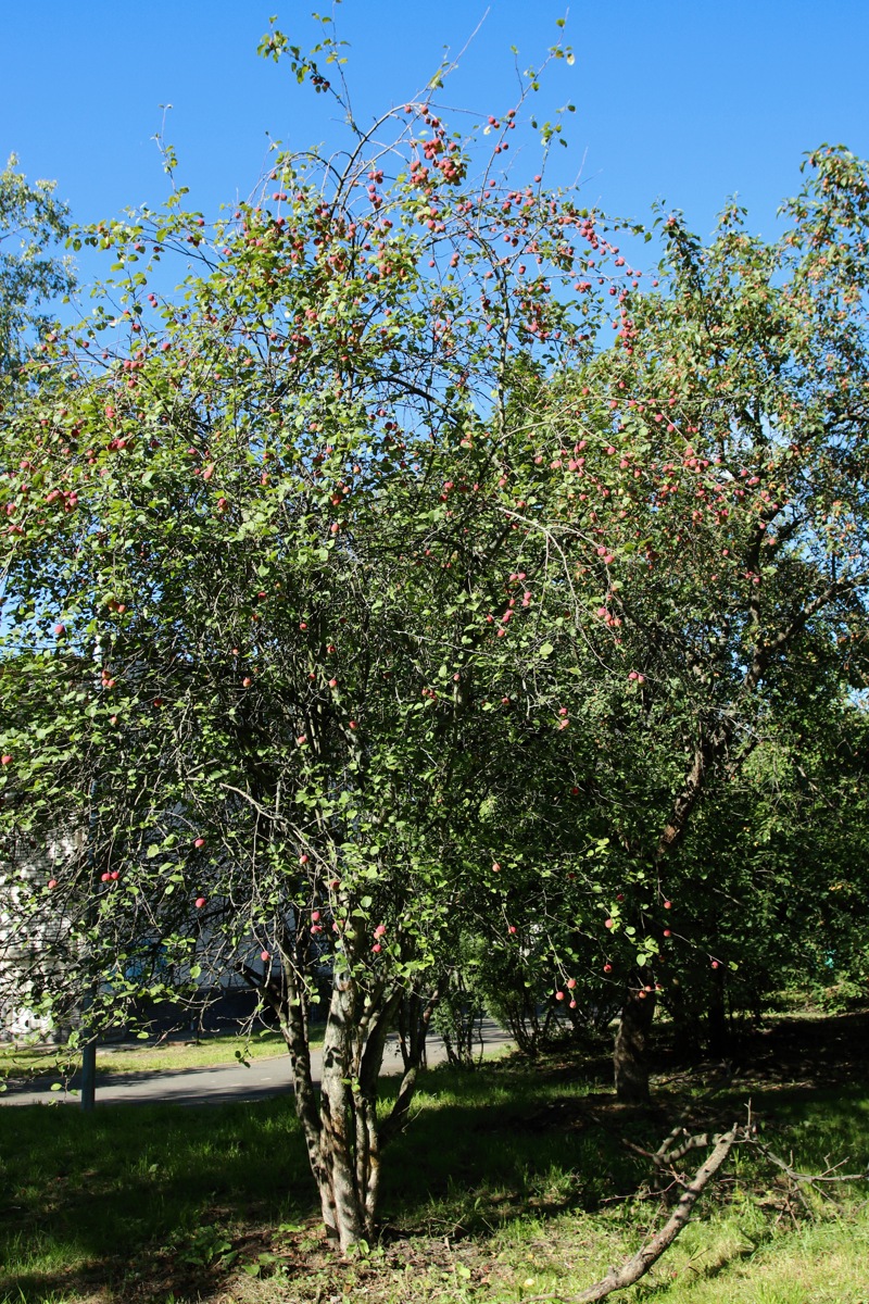 Изображение особи Malus prunifolia.