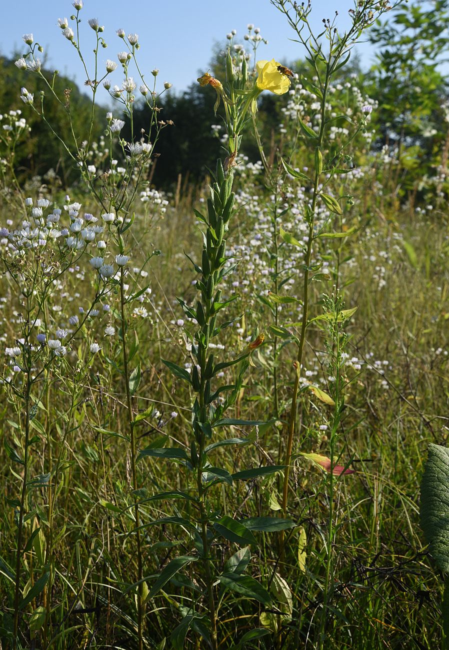 Image of Oenothera biennis specimen.