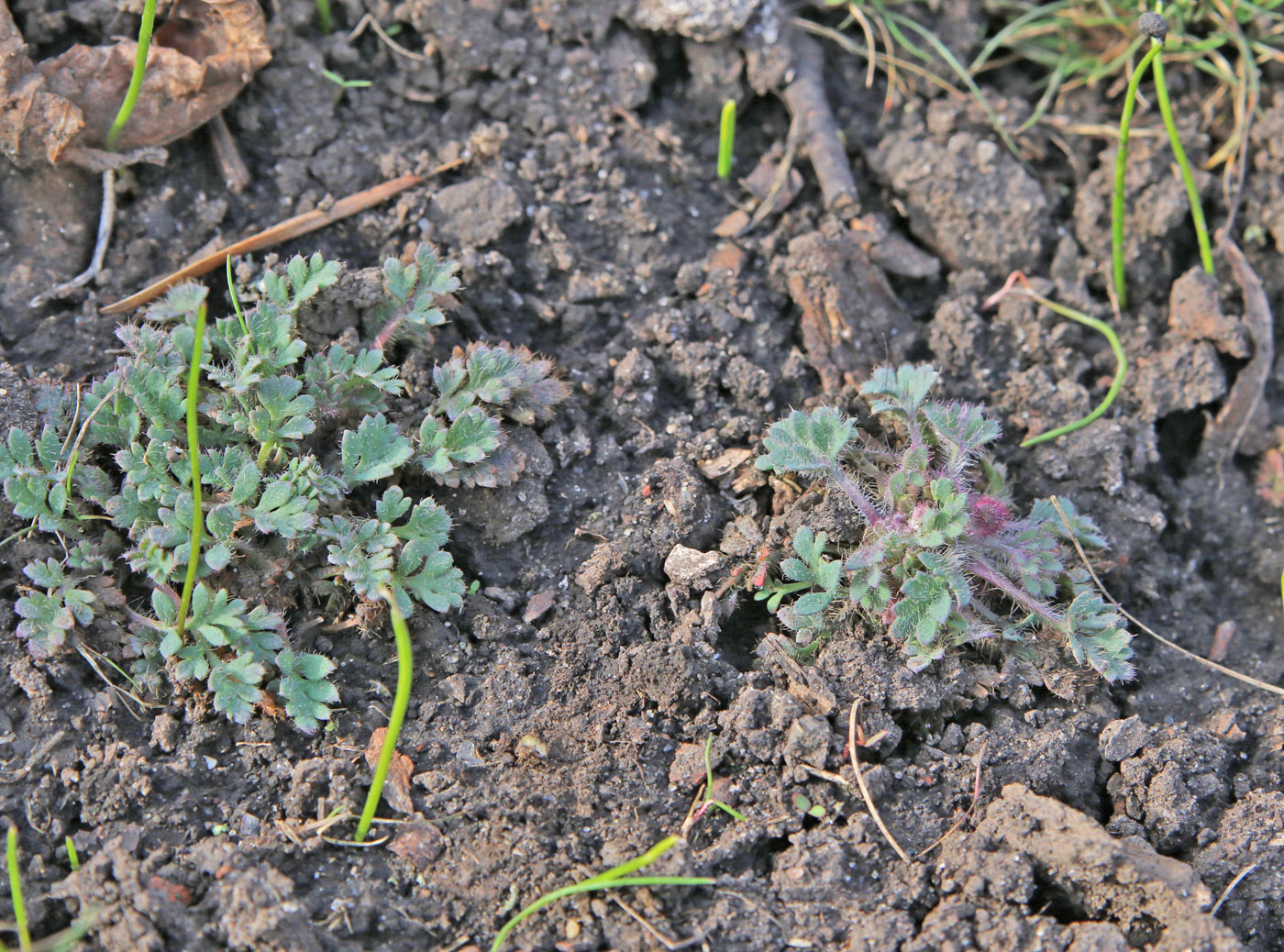 Изображение особи Papaver alboroseum.