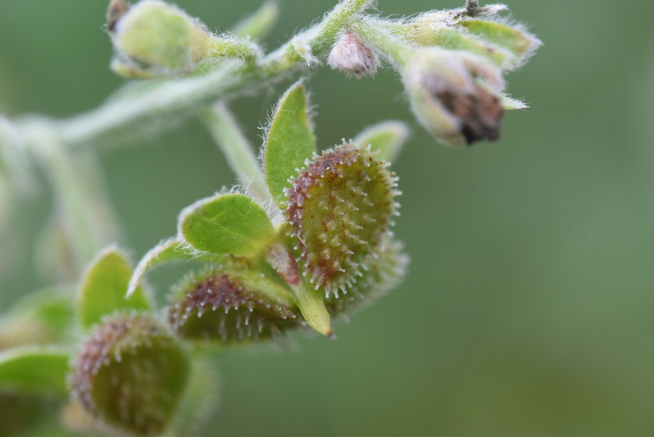 Image of Cynoglossum officinale specimen.