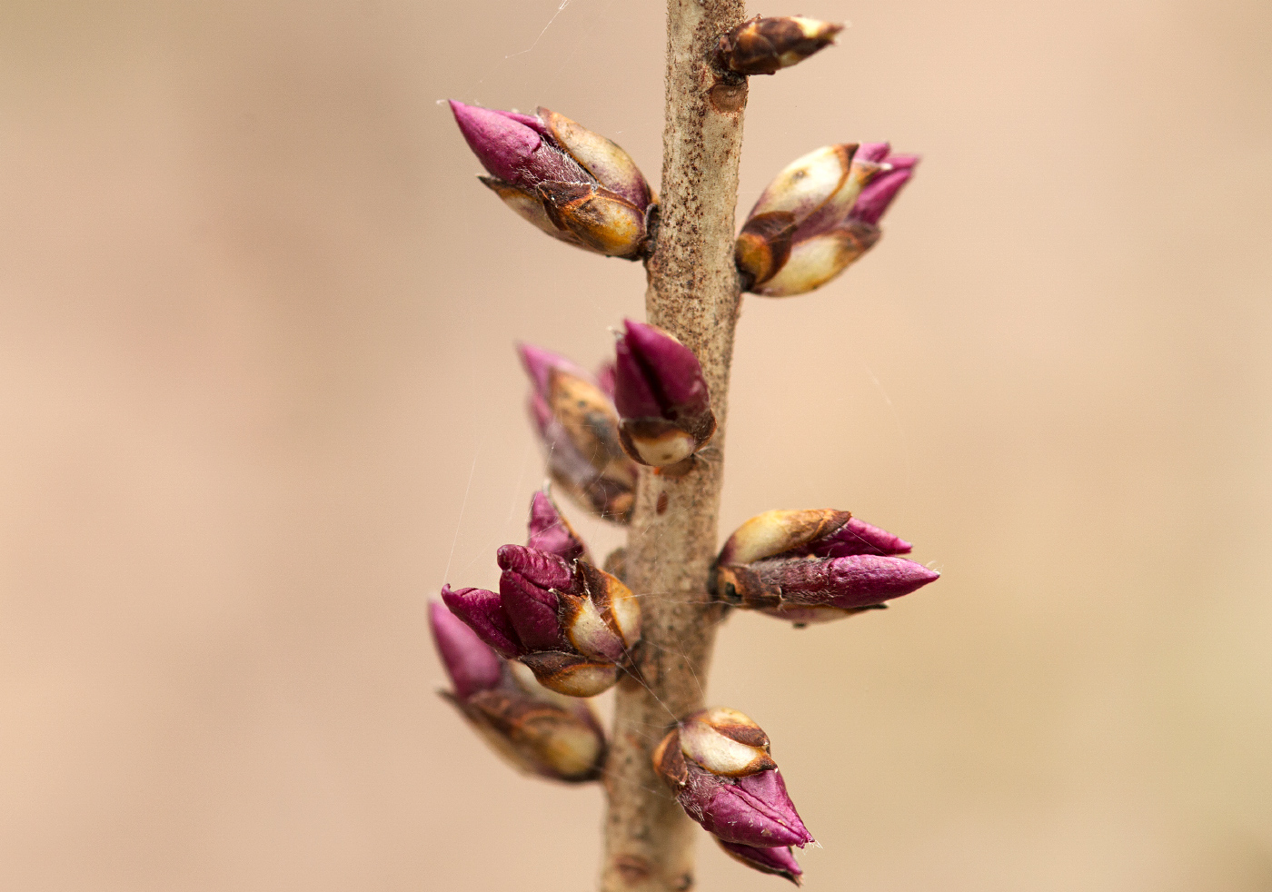 Image of Daphne mezereum specimen.