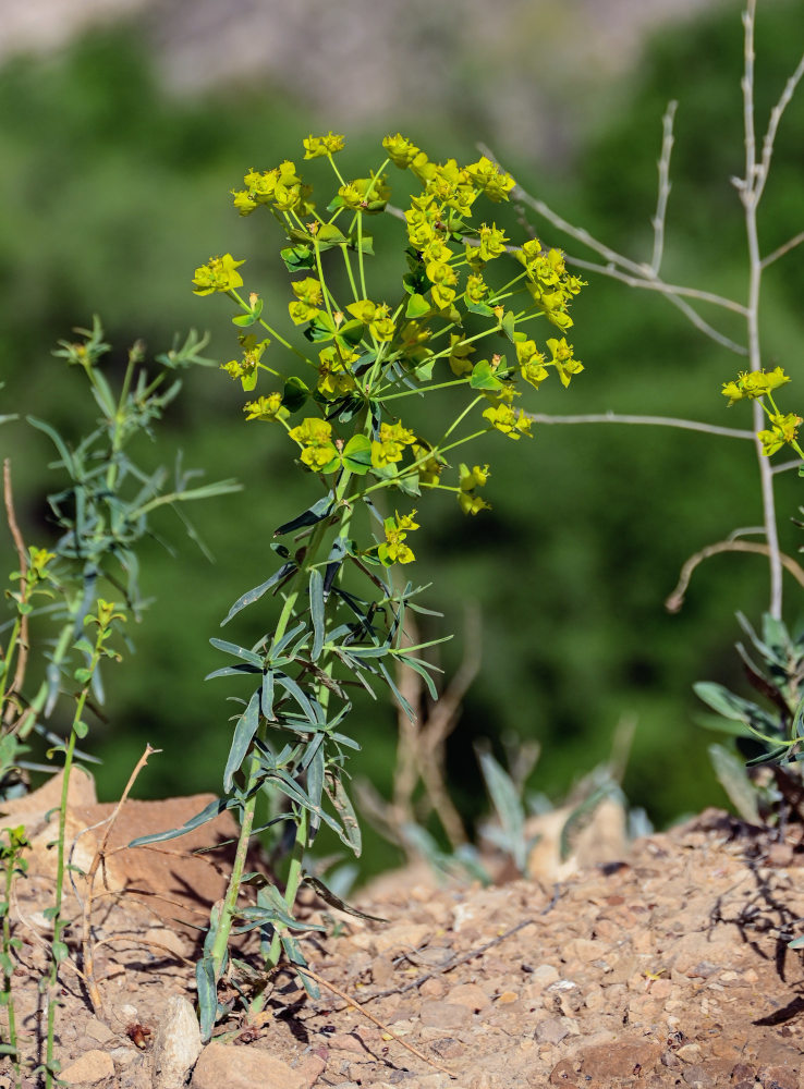 Image of Euphorbia daghestanica specimen.