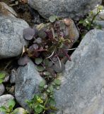 Nasturtium officinale