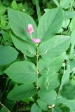 Смотреть изображение Lonicera tatarica