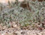 Salsola leptoclada. Вегетирующее растение. Узбекистан, Наманганская обл., Папский р-н, 15 км СЗЗ г. Пап, глинистая полупустыня. 20 мая 2023 г.