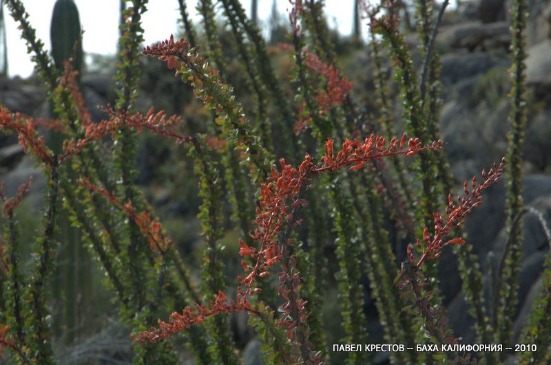 Изображение особи Fouquieria splendens.