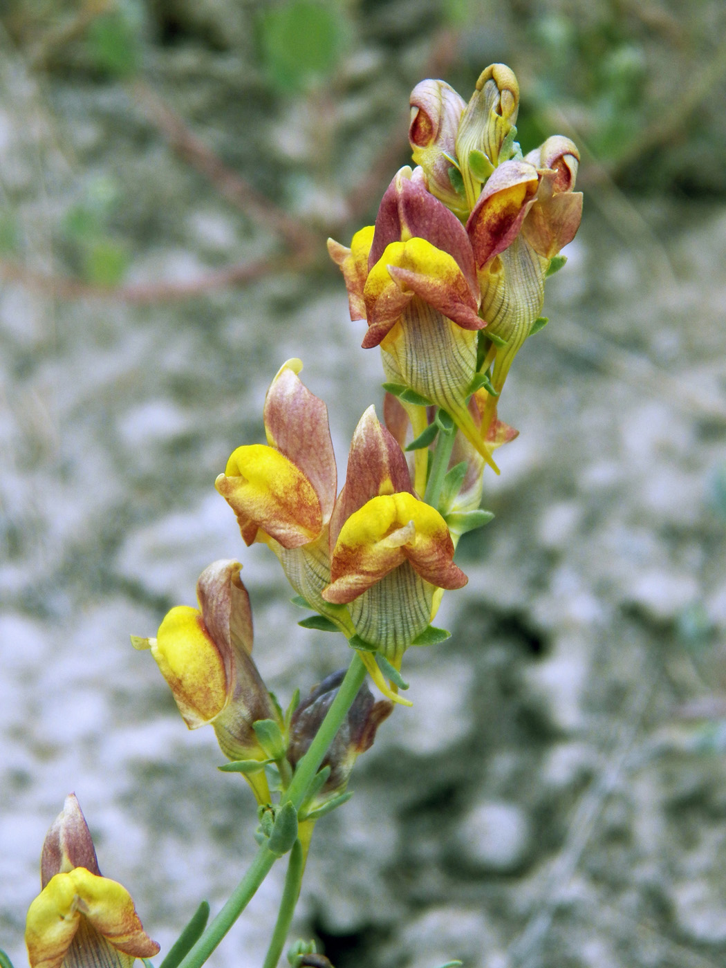 Image of Linaria popovii specimen.