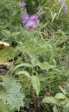 Смотреть изображение Centaurea abnormis