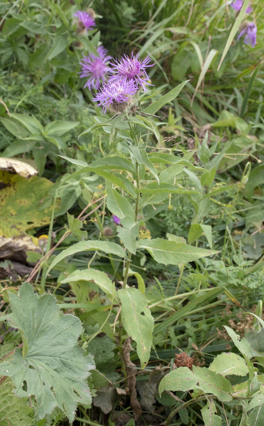 Изображение особи Centaurea abnormis.