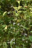 Silene saxatilis