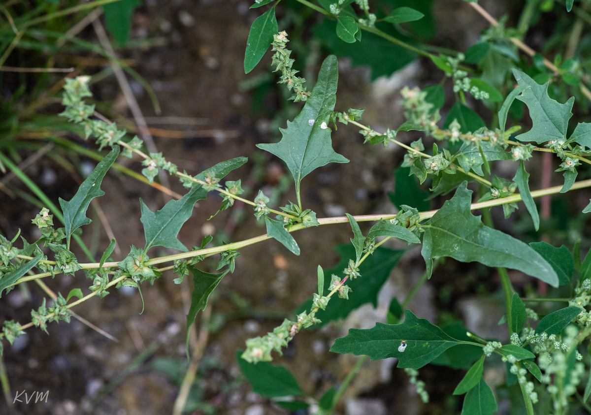 Image of Atriplex tatarica specimen.