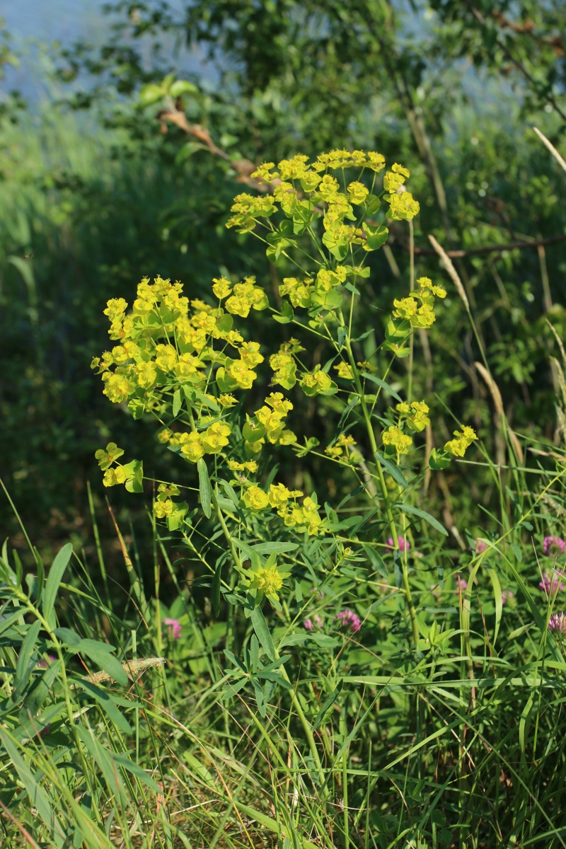 Image of Euphorbia virgata specimen.