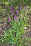 Orchis purpurea ssp. caucasica