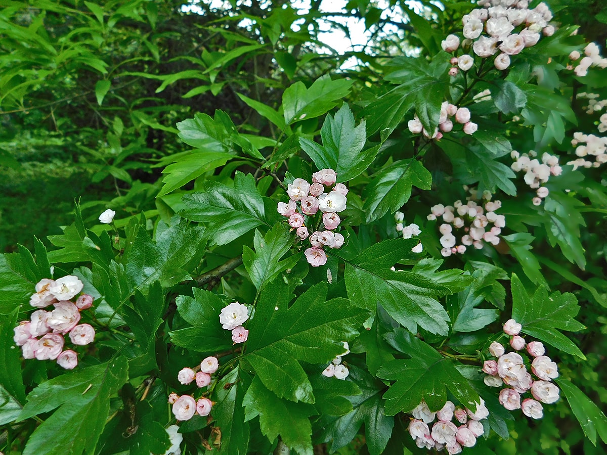 Image of Crataegus &times; mordenensis specimen.