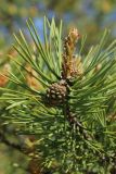 Pinus sylvestris. Веточка с молодыми побегами и незрелыми шишками. Ленинградская обл., Кингисеппский р-н, окр. дер. Выбье, экологическая тропа; левый берег р. Выбья близ устья, сосновое редколесье на древней дюне. 28.05.2023.